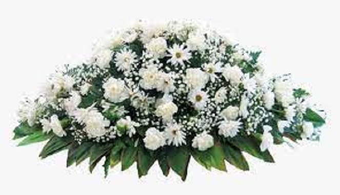 Beyaz masaüzeri çiçeği